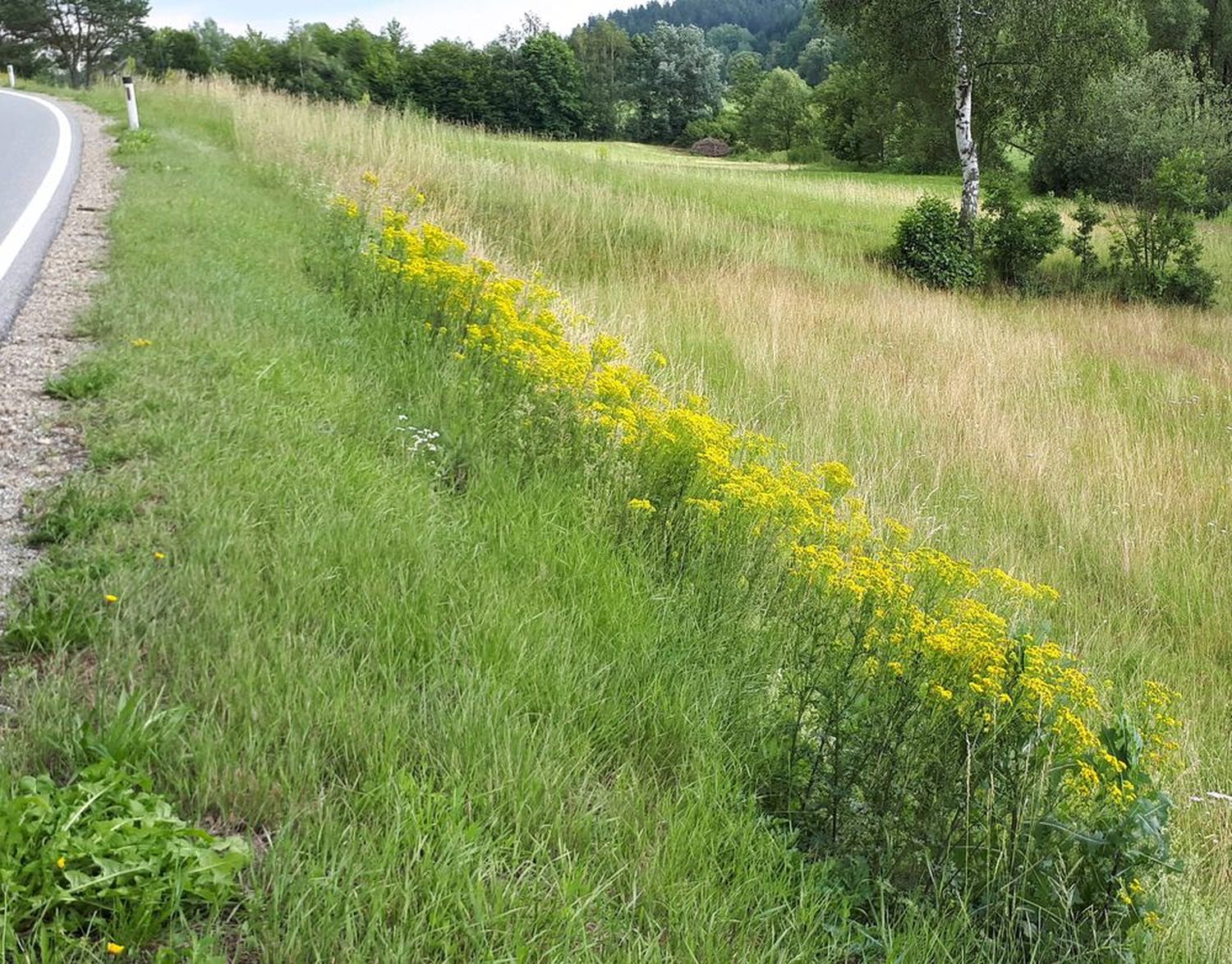 2513 W03 180627 Jakobskreuzkraut C Humer
