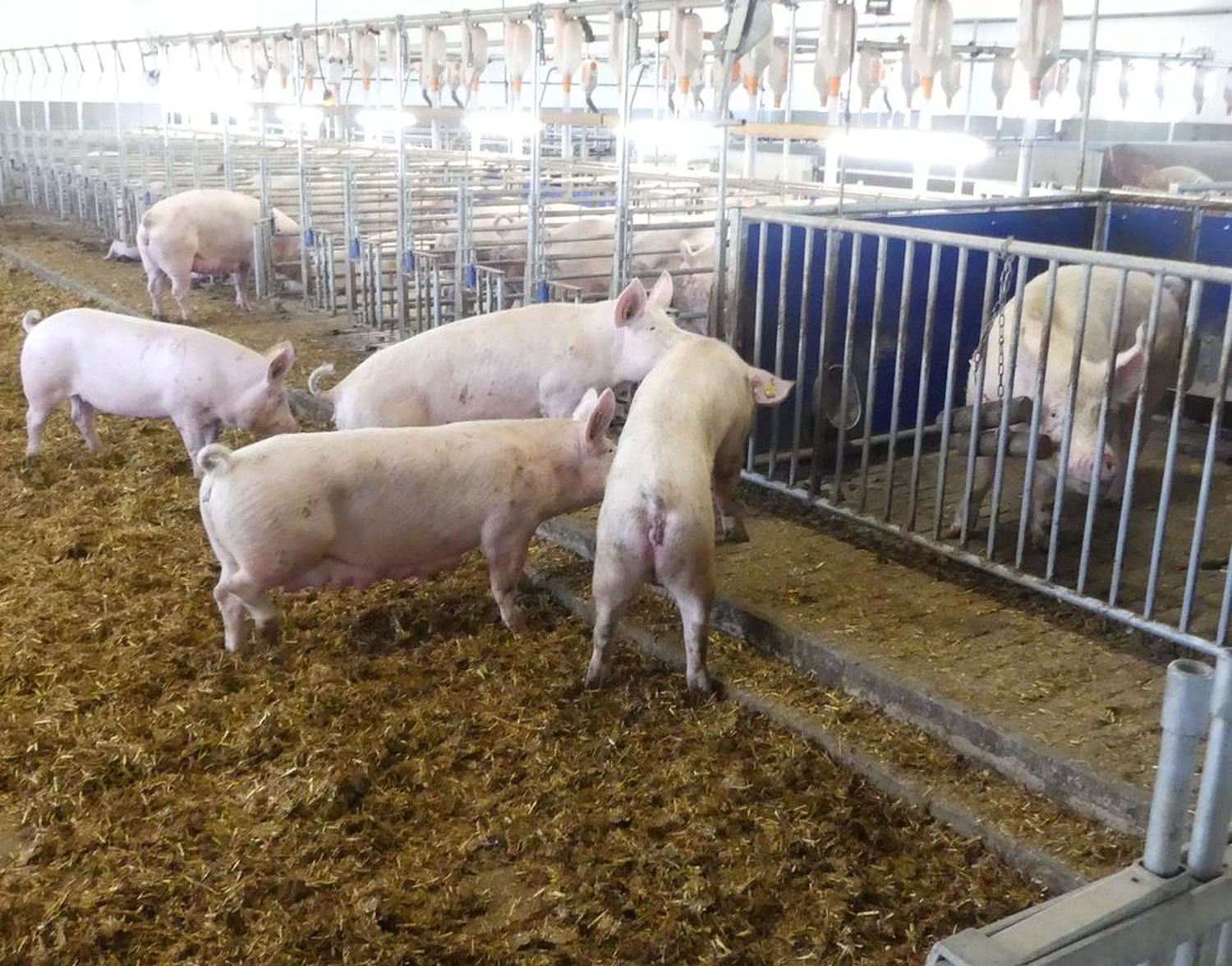 Besamungsbereich mit Fressständen und Eberbucht. Die Einstreu mit Stroh entspricht den höchsten Tierwohlstufen.