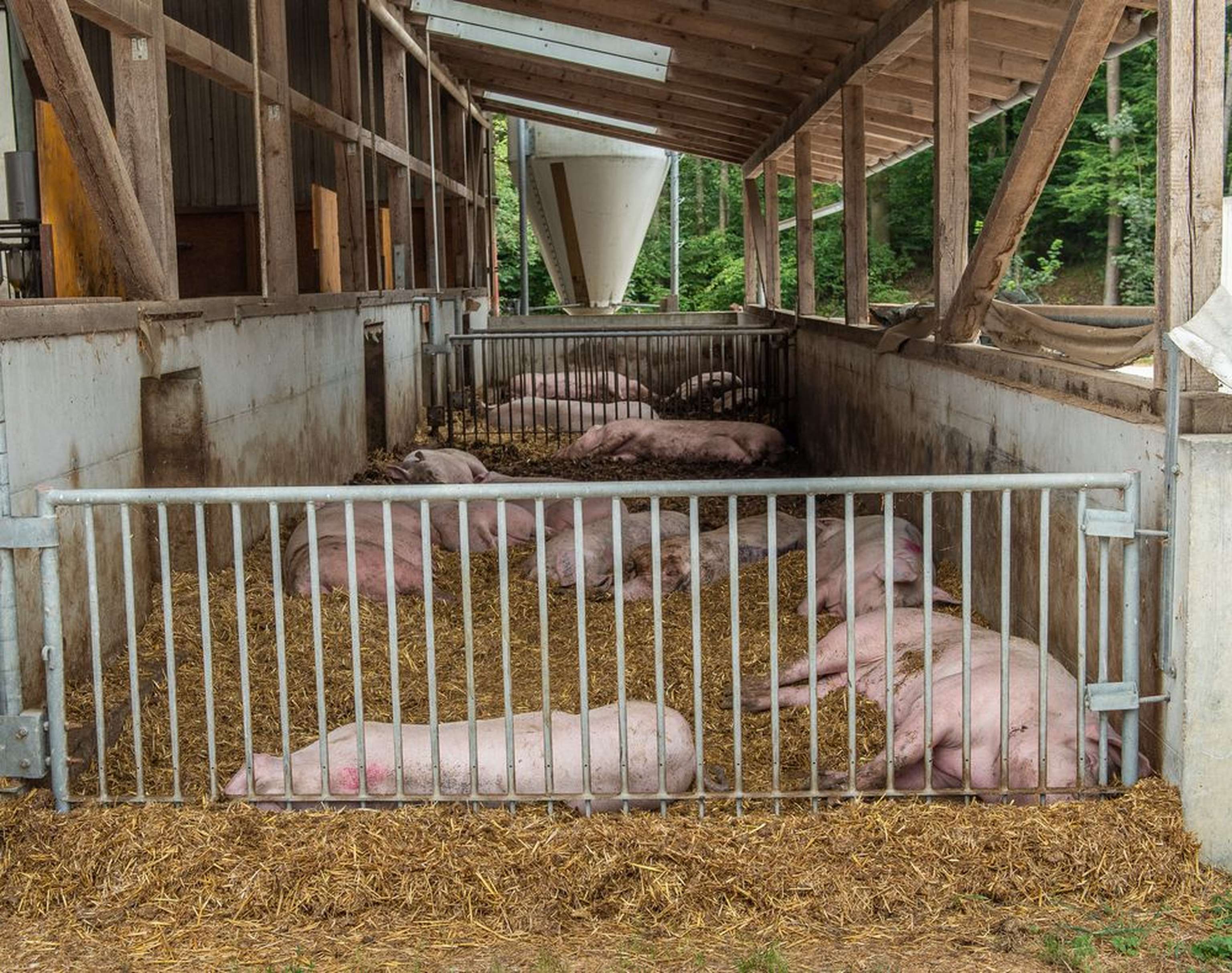 2406 W Bio Schweinehaltung Agrarfoto