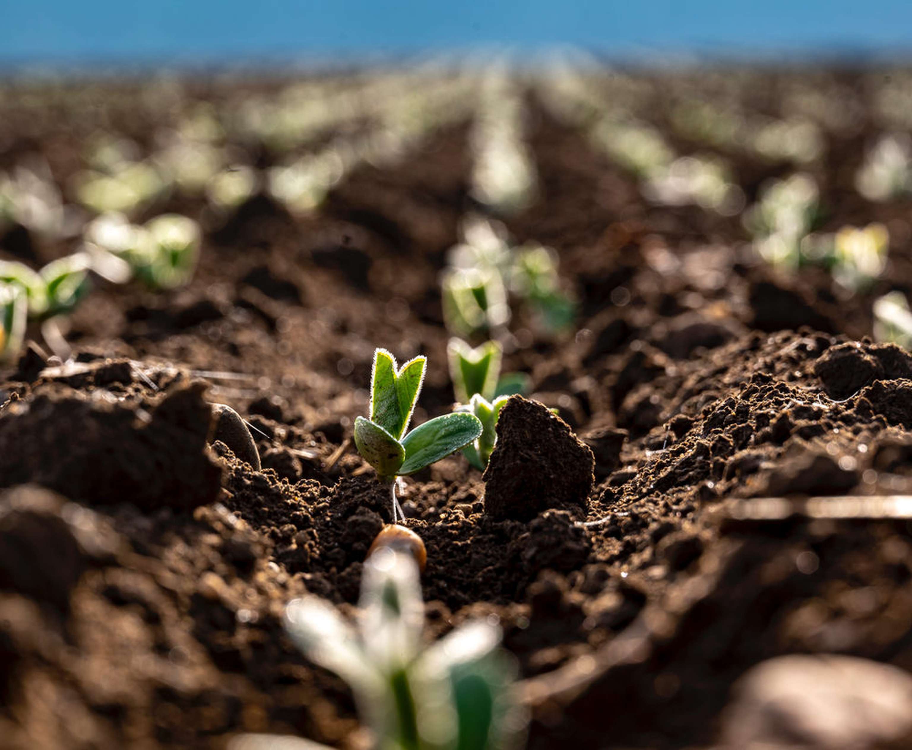 Soja 1 Blatt 12 ID97638