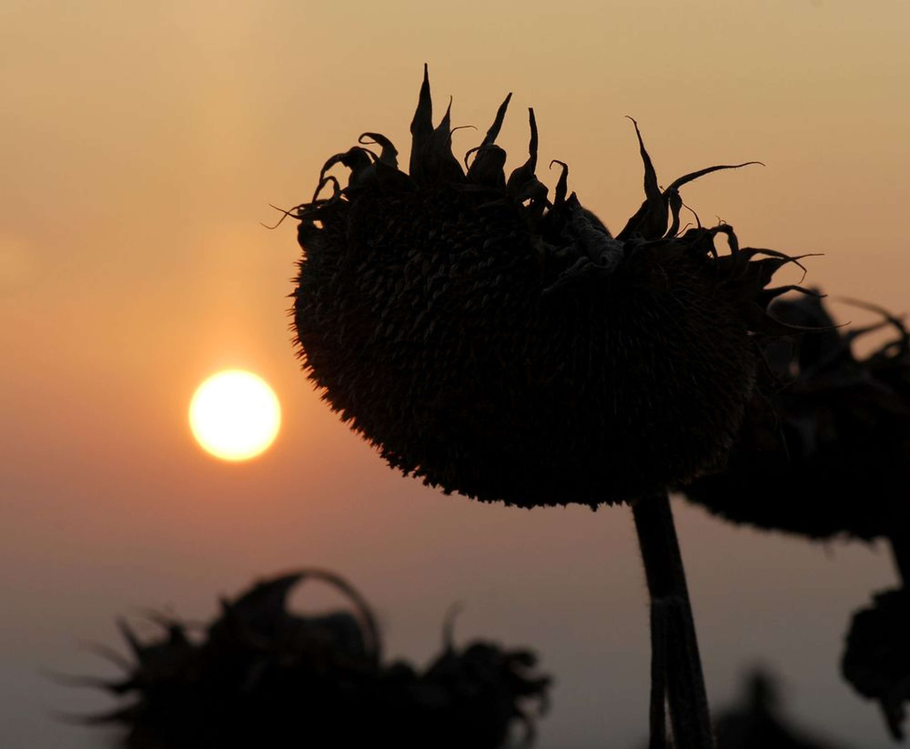 2405 W03 Sonnenblumen Reif Agrarfoto