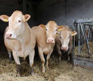 2343 W02 Blonde Tretmiststall