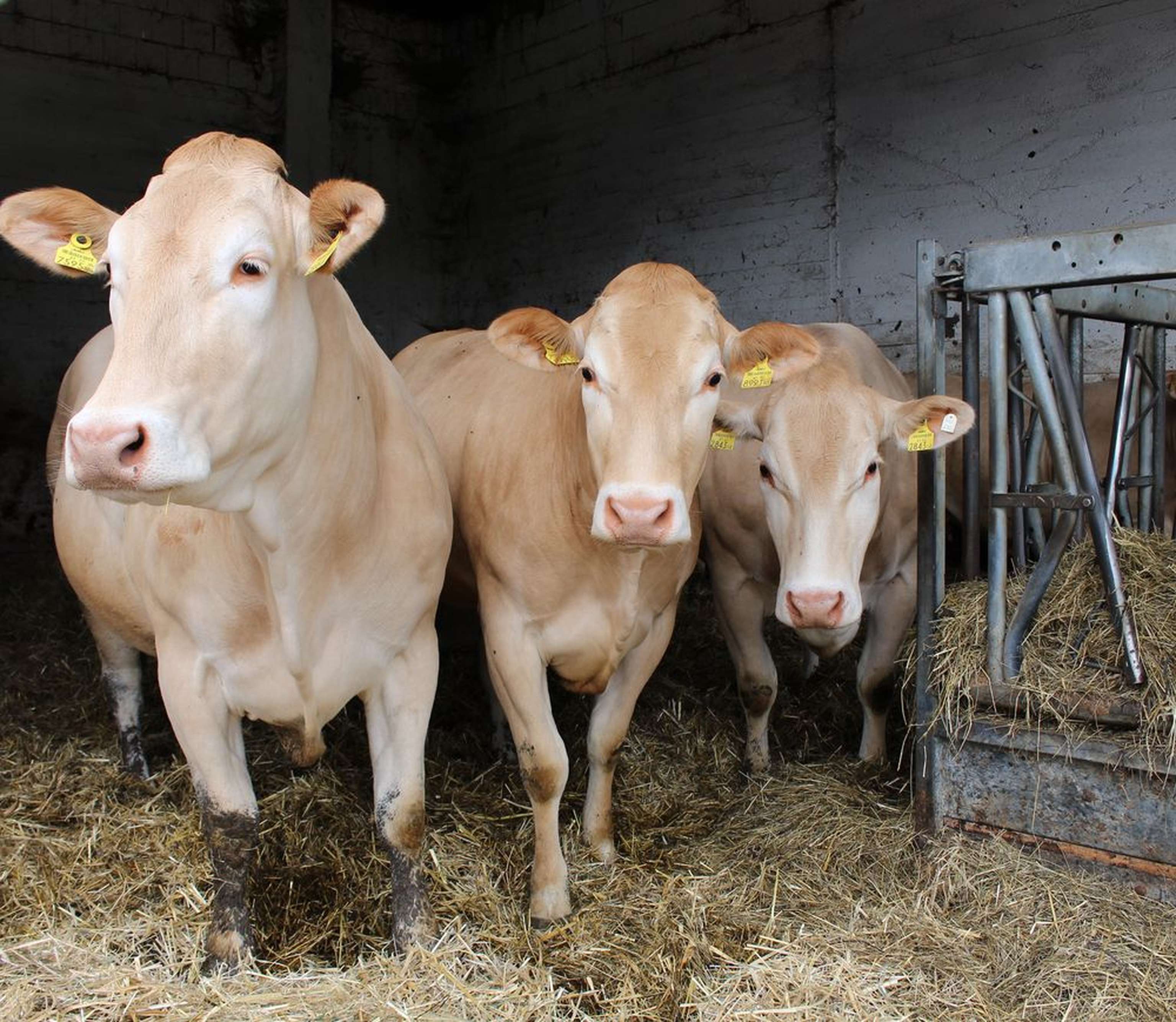 2343 W02 Blonde Tretmiststall