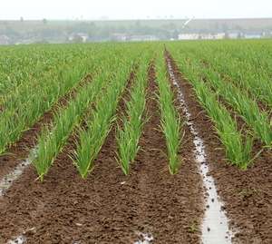 2340 W01 Knoblauch Feld