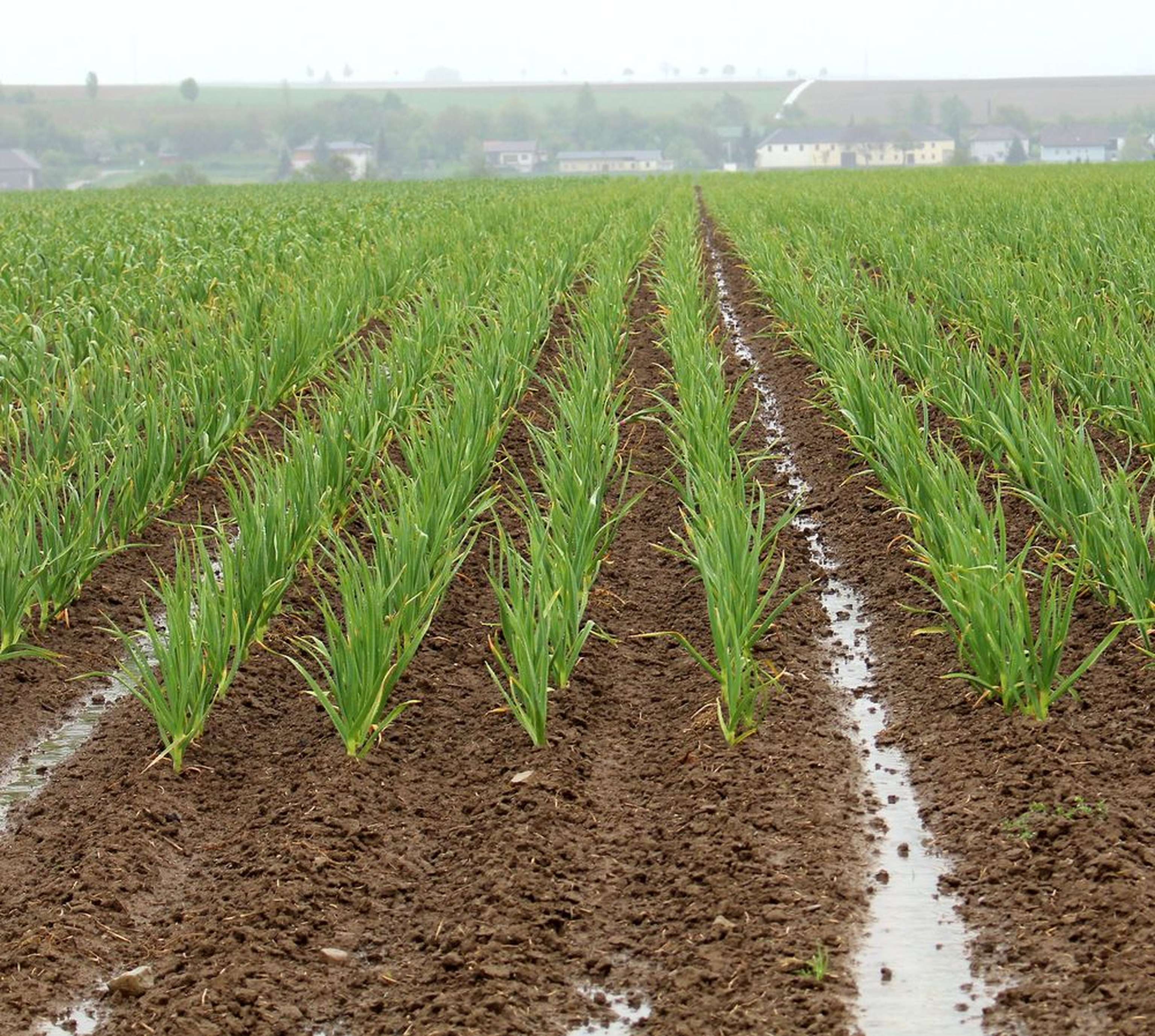 2340 W01 Knoblauch Feld