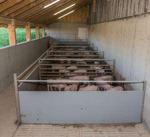 2446 0601 Tierwohlstall Schwein