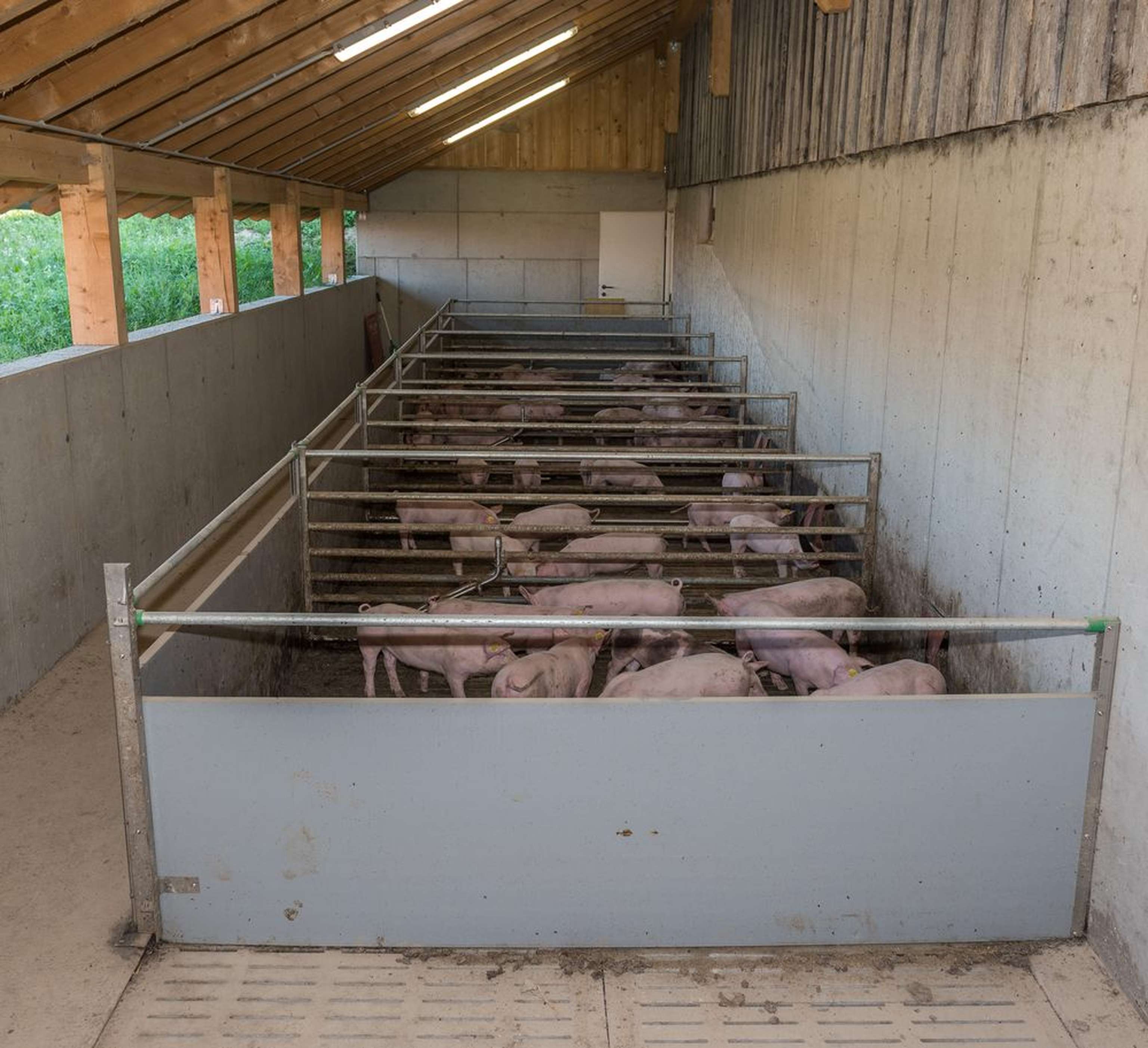 2446 0601 Tierwohlstall Schwein
