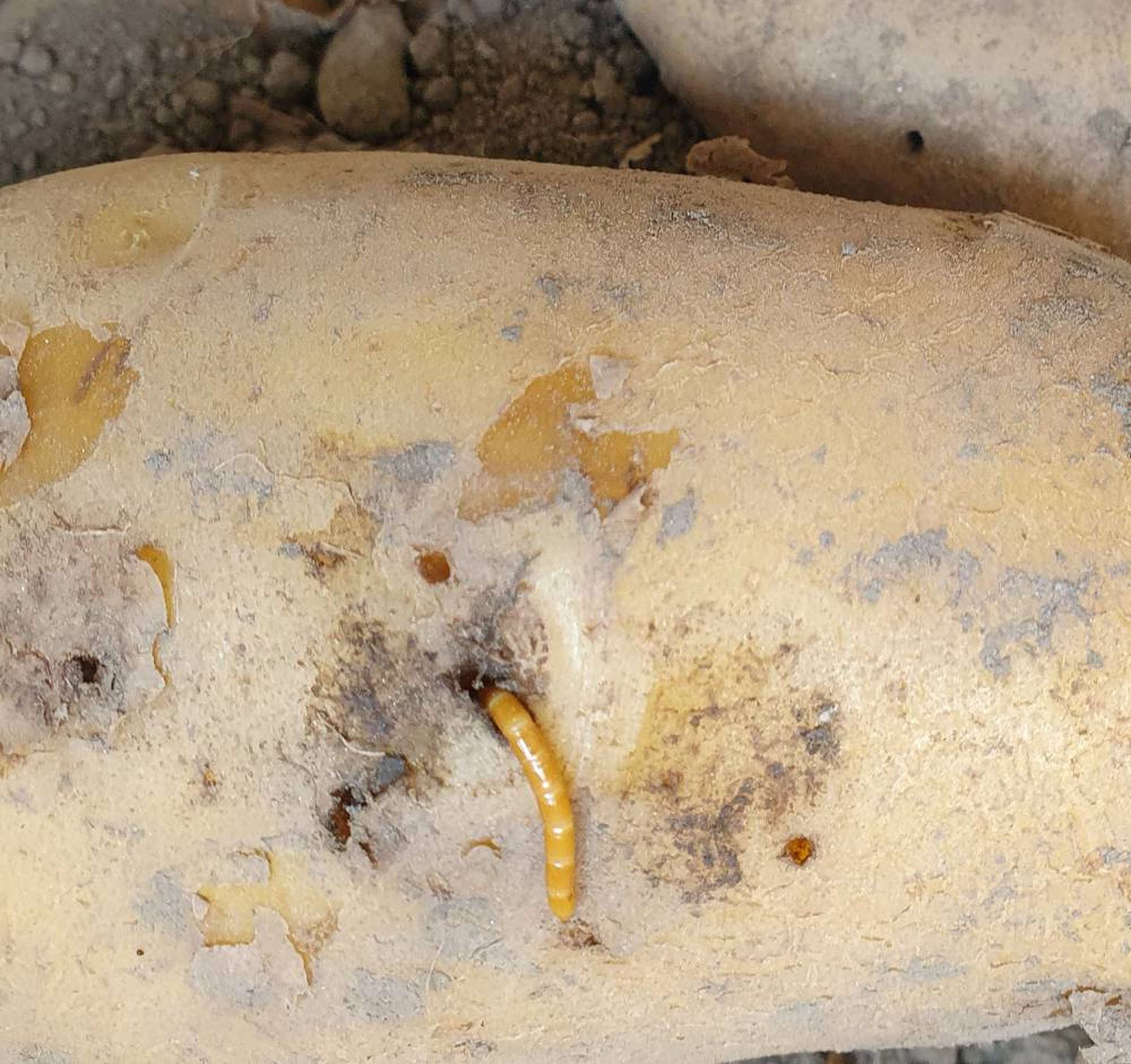 2301 W 220722 Drahtwurm