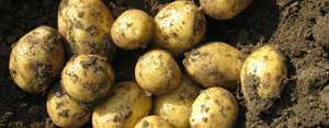 Erdäpfel