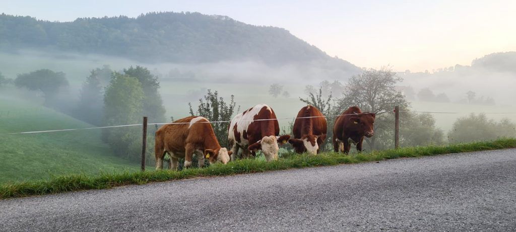 „Unsere Tiere verbringen viel Zeit auf der Weide. Das merkt man an einer noch besseren Fleischqualität.“