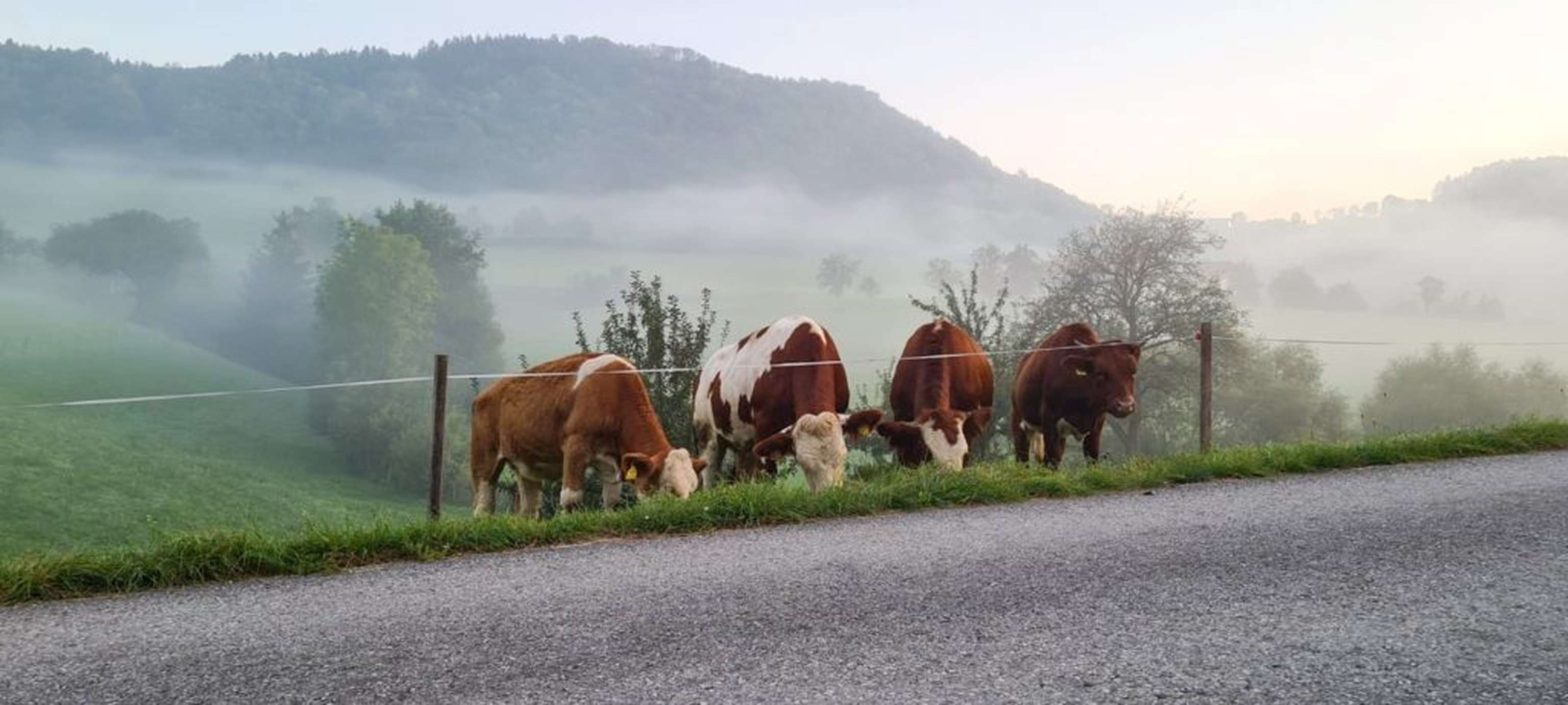 „Unsere Tiere verbringen viel Zeit auf der Weide. Das merkt man an einer noch besseren Fleischqualität.“