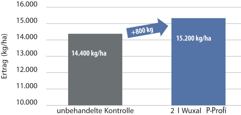 Wuxal P Profi brachte in mehrjährigen Praxis- und Exaktversuchen im Mais 800 kg/ha Mehrertrag.