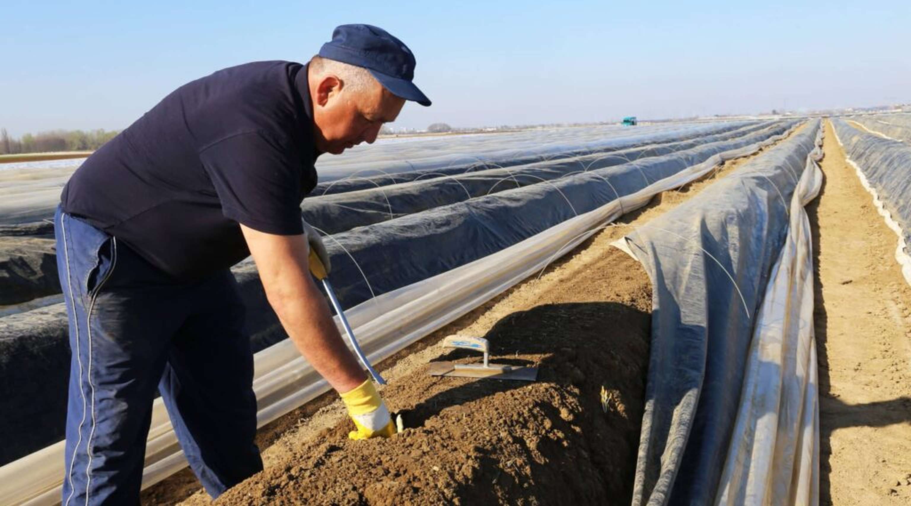 Der Spargelanbau in Österreich erstreckt sich auf 762 Hektar Fläche.