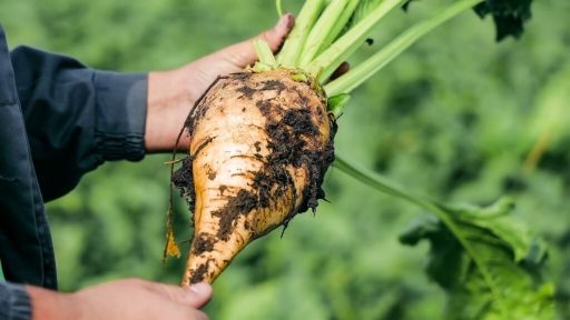 Etwa 2.500 Rübenbauern hörten in den vergangenen zehn Jahren auf.