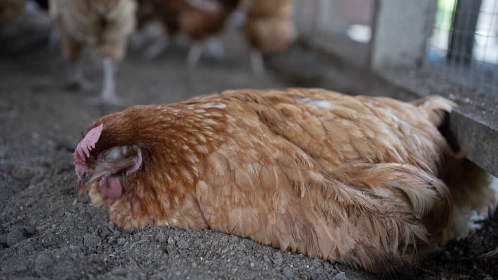 Blass-bläuliche Kämme und Ständer sind ebenfalls ein mögliches Symptom. Bei Verdachtsfällen besteht Meldepflicht.