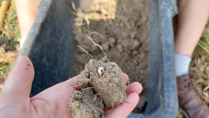 Ein Engerling im September, aufgenommen im Bezirk Rohrbach