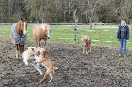 Nicht jede Hunderasse eignet sich für jede Aufgabe auf einem Bauernhof.