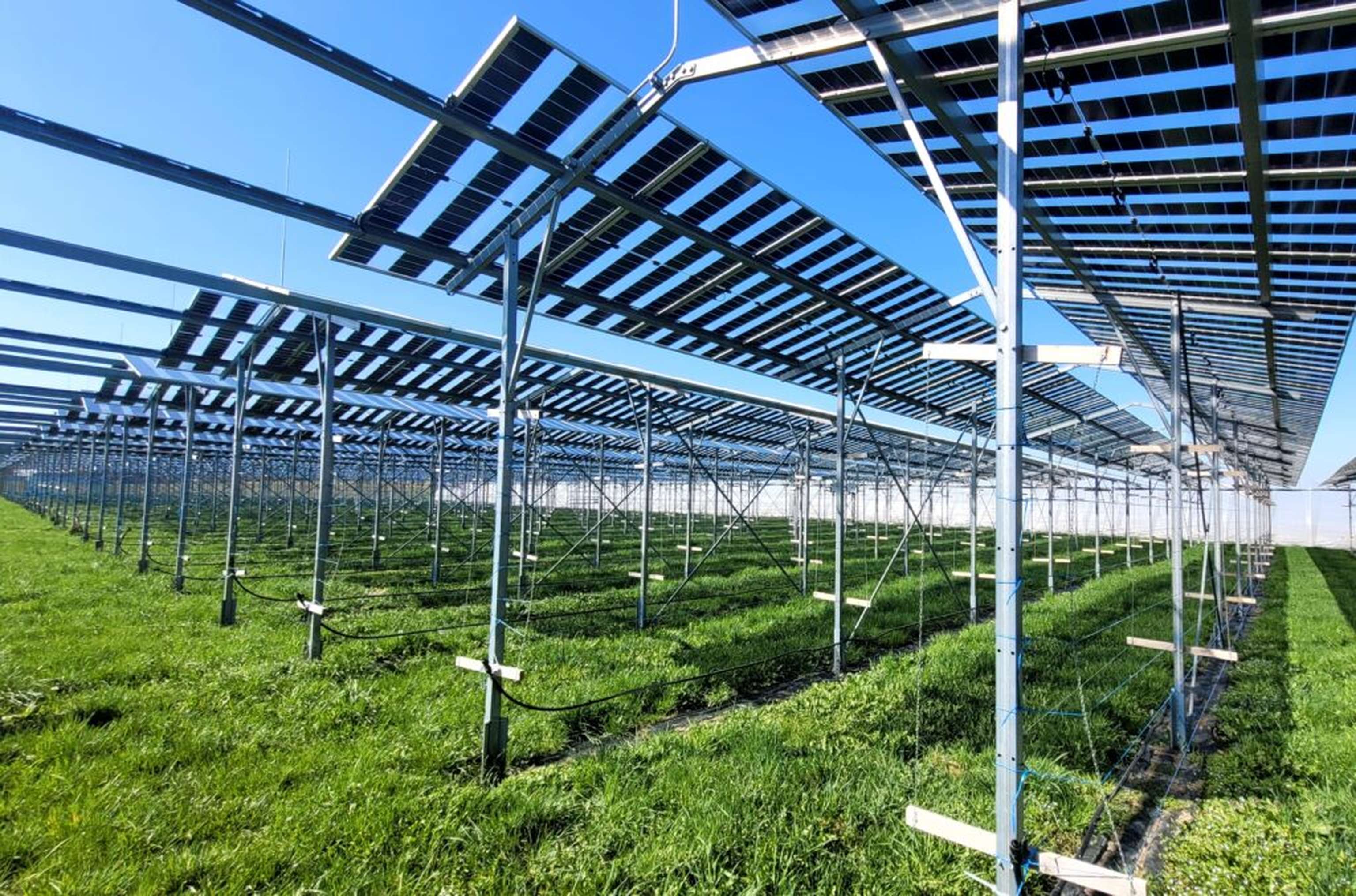 Teils lichtdurchlässige PV-Anlage für Beerenobst in der Nähe von St. Pölten