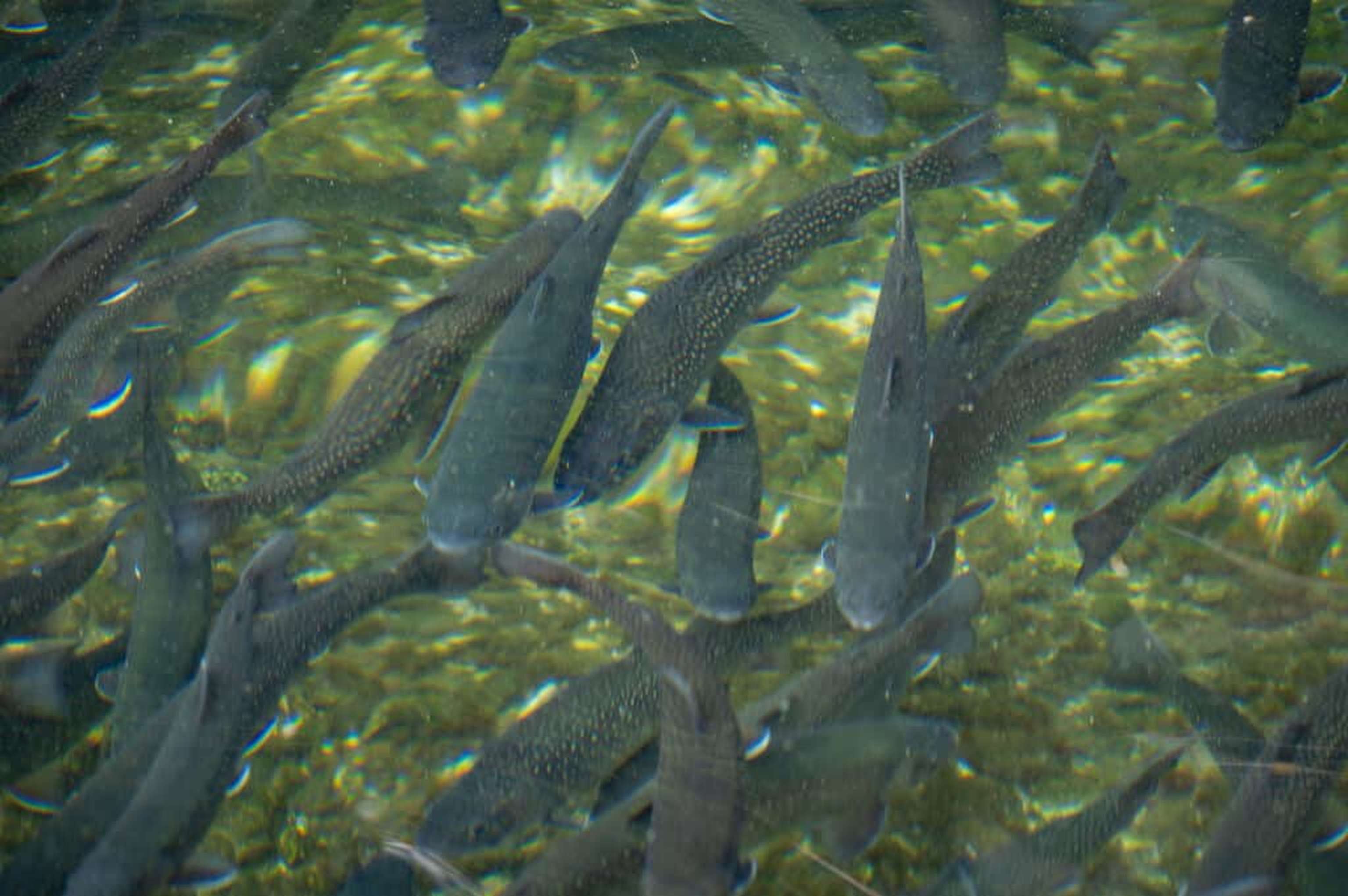 Höchste Fischqualität aus dem eiskalten Wasser des Nationalparks Gesäuse.