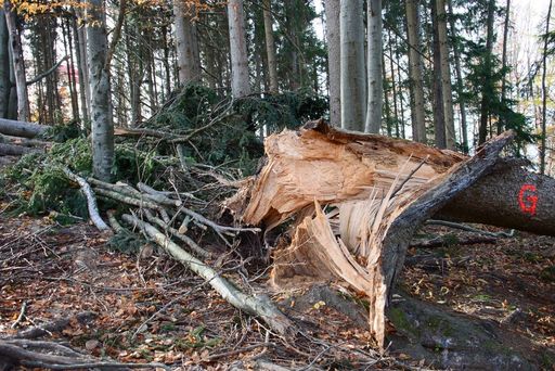 Massive Sturmschäden in einem Wald auf dem Grünberg (OÖ)