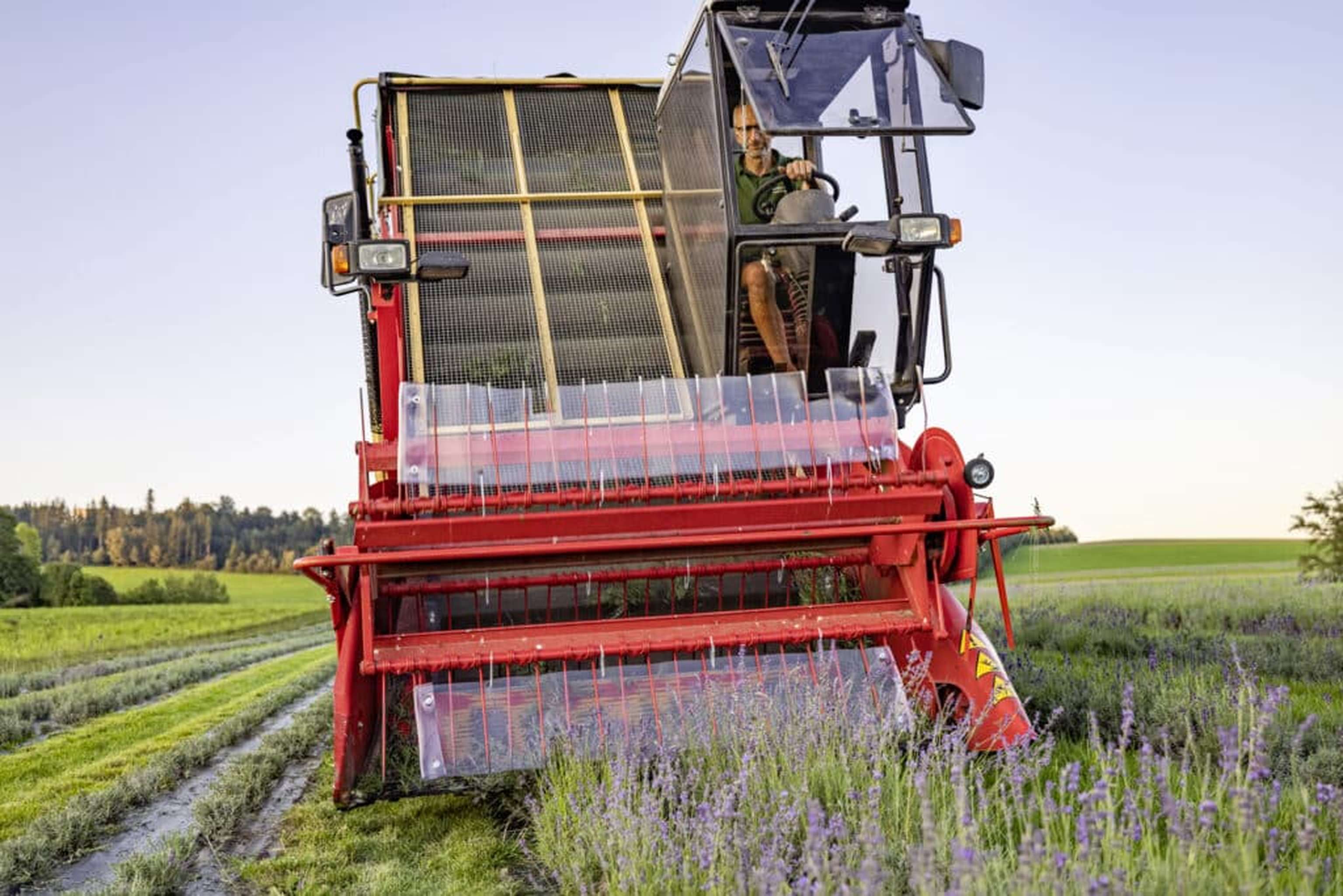 Geerntet wird der Lavendel maschinell – mithilfe eines eigens entwickelten Schneidvorsatzes an einem handelsüblichen selbstfahrenden Kräuterernter.