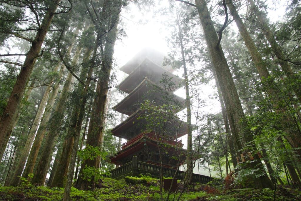 Mystischer Wald: „In jedem Baum sitzt ein Gott.“