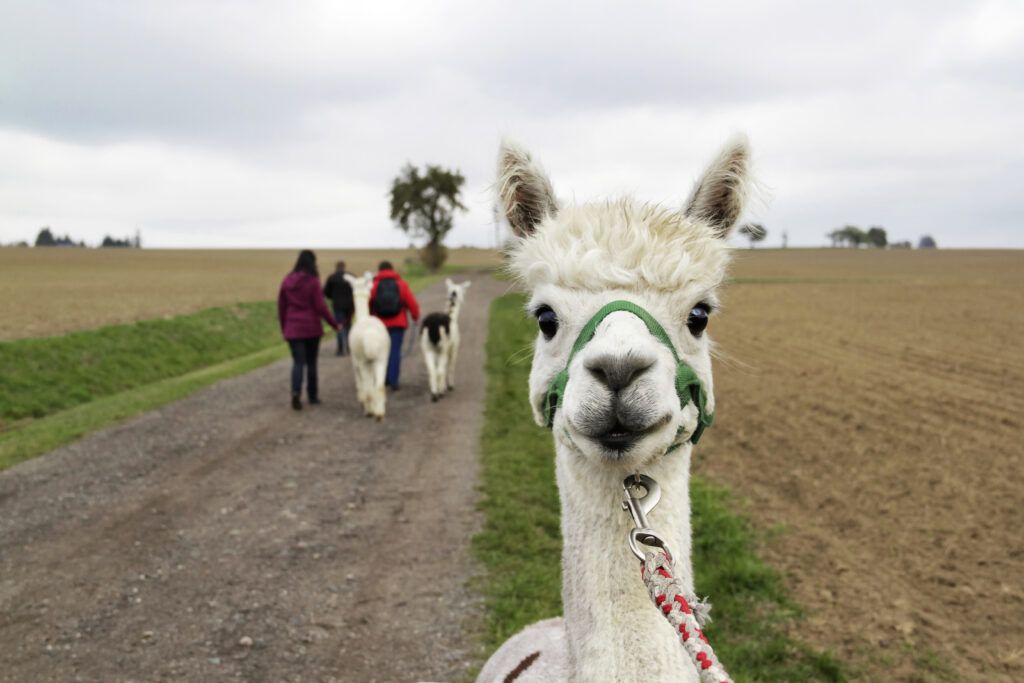 Beliebt: Wandern mit Alpakas