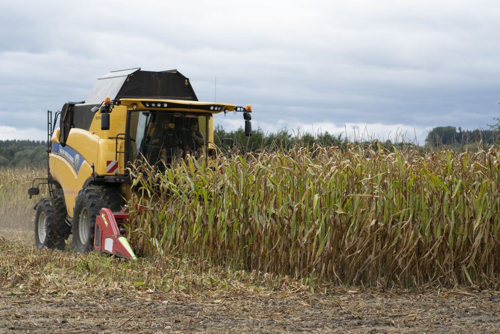 Maisfeldernte: Der Mais wird für die Lebensmittel- und Futterindustrie geerntet. Doch auch in den „Überbleibsel“ am Feld – den Pflanzenresten – steckt großes Nutzungspotential.