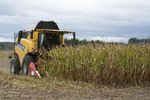 Maisfeldernte: Der Mais wird für die Lebensmittel- und Futterindustrie geerntet. Doch auch in den „Überbleibsel“ am Feld – den Pflanzenresten – steckt großes Nutzungspotential.