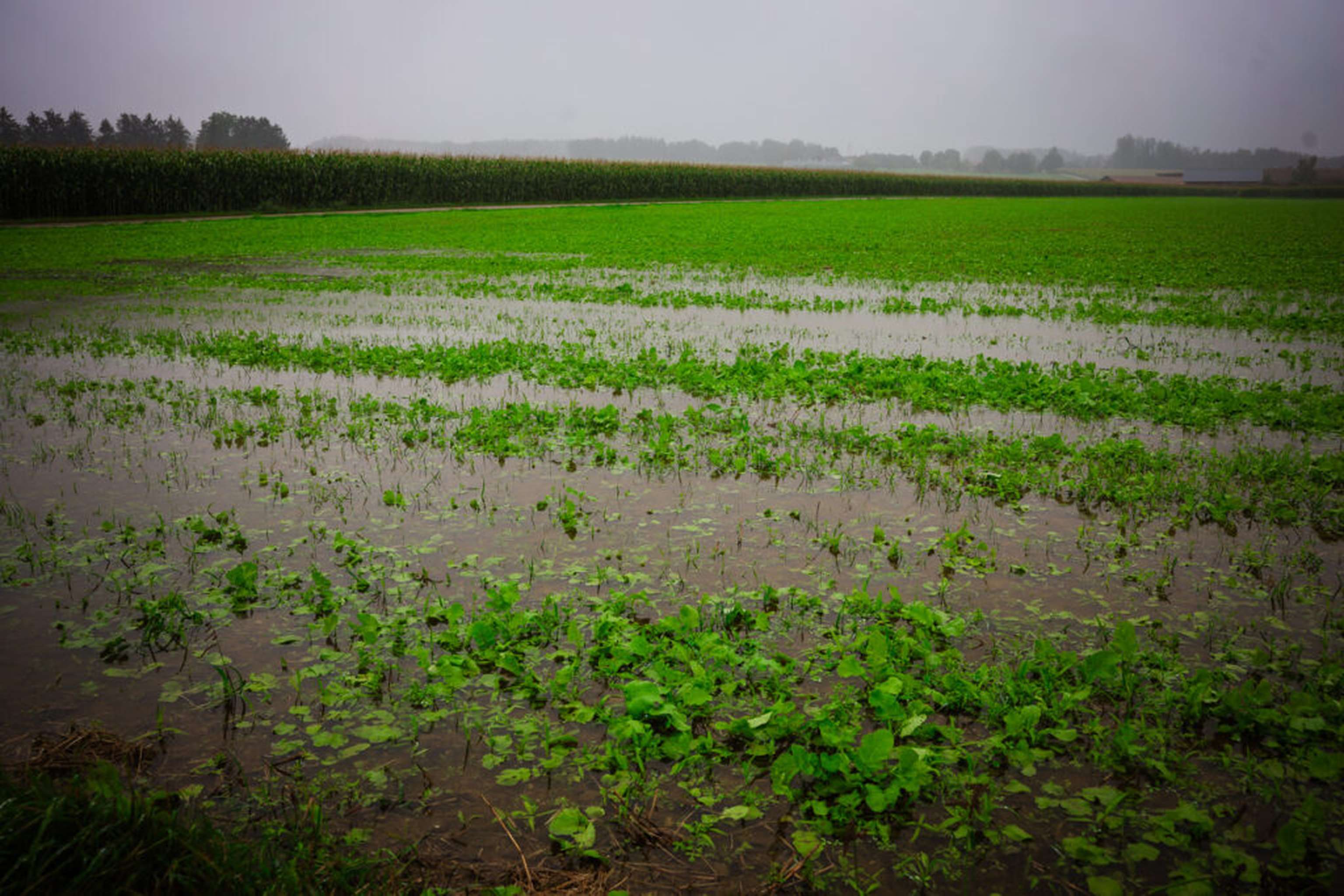 Die Böden sind vollgesogen und damit unbefahrbar.