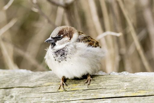 Haussperling