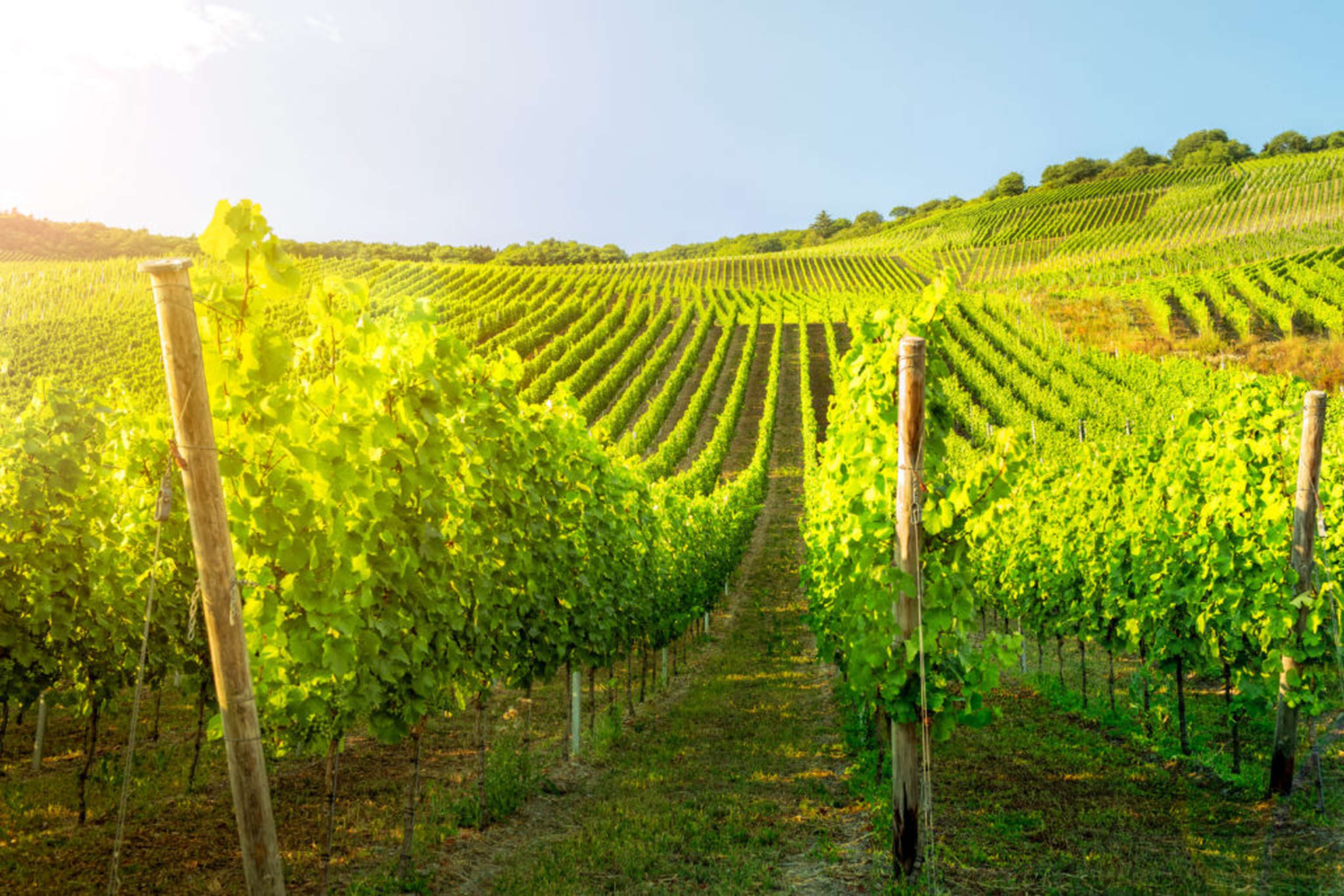 Hydrogel kann auch für Obst- und Weinbau interessant sein.