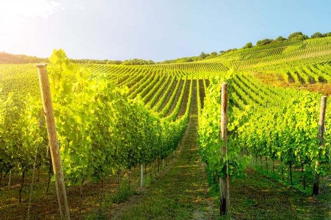 Hydrogel kann auch für Obst- und Weinbau interessant sein.
