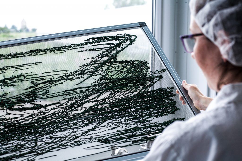 Spirulina-Fäden kringeln sich auf dem Trocknungsgitter. Das restliche Wasser wird entzogen. Wenn die Konsistenz von Spaghetti erreicht wurde, kann die getrocknete Masse zu Flakes und Pulver weiterverarbeitet werden. Bei der Trocknung bleiben die Nährstoffe aber in vollem Umfang erhalten.