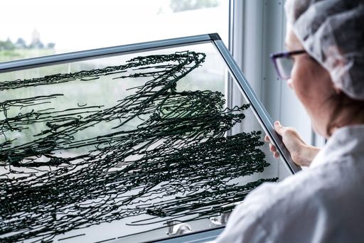 Spirulina-Fäden kringeln sich auf dem Trocknungsgitter. Das restliche Wasser wird entzogen. Wenn die Konsistenz von Spaghetti erreicht wurde, kann die getrocknete Masse zu Flakes und Pulver weiterverarbeitet werden. Bei der Trocknung bleiben die Nährstoffe aber in vollem Umfang erhalten.