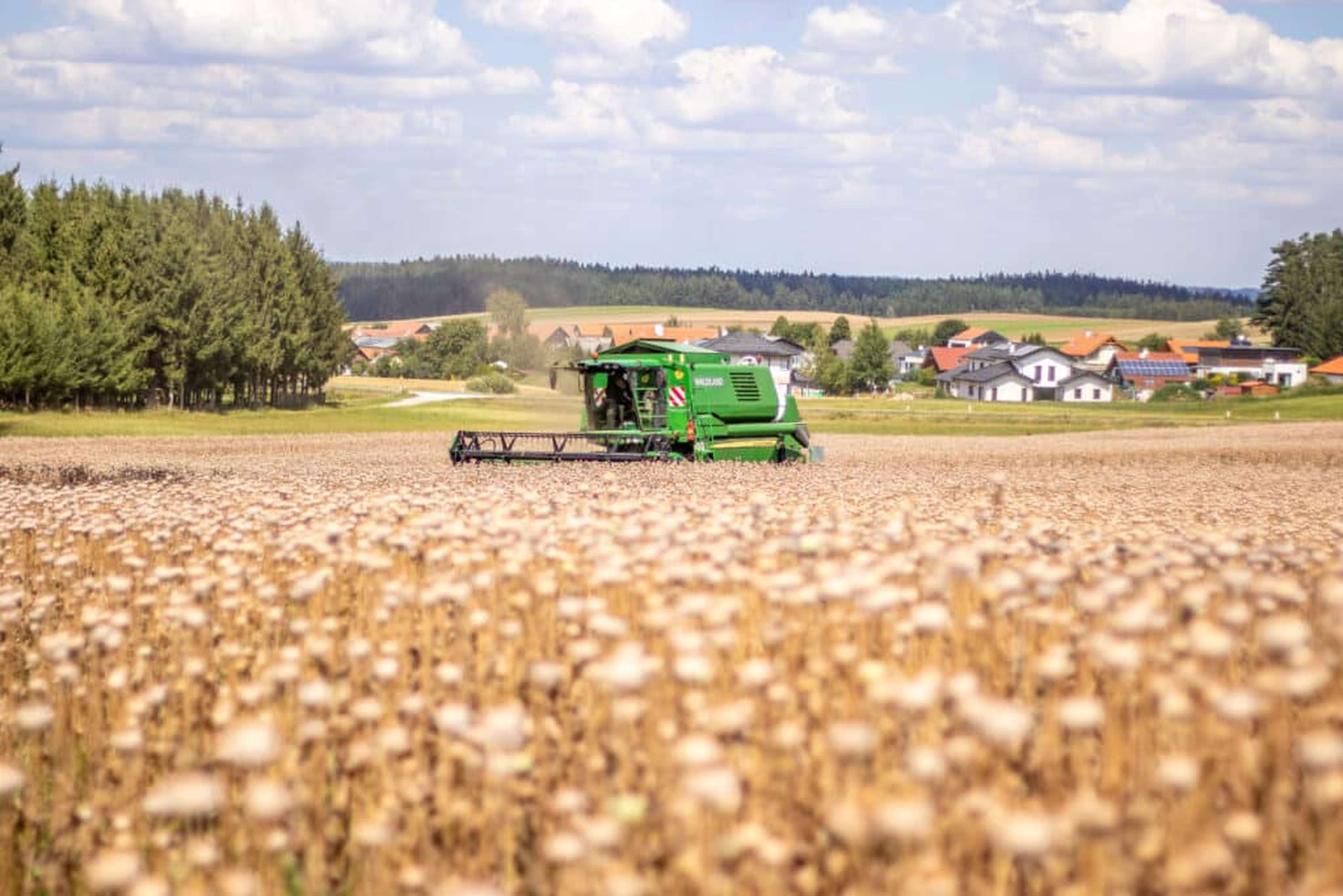 Mohn dreschen ist etwas für Könner. Wird die Technik zu aggressiv eingestellt, verdirbt das Erntegut rasch. Waldland hat ihre Mähdrescher deshalb eigens umgebaut.