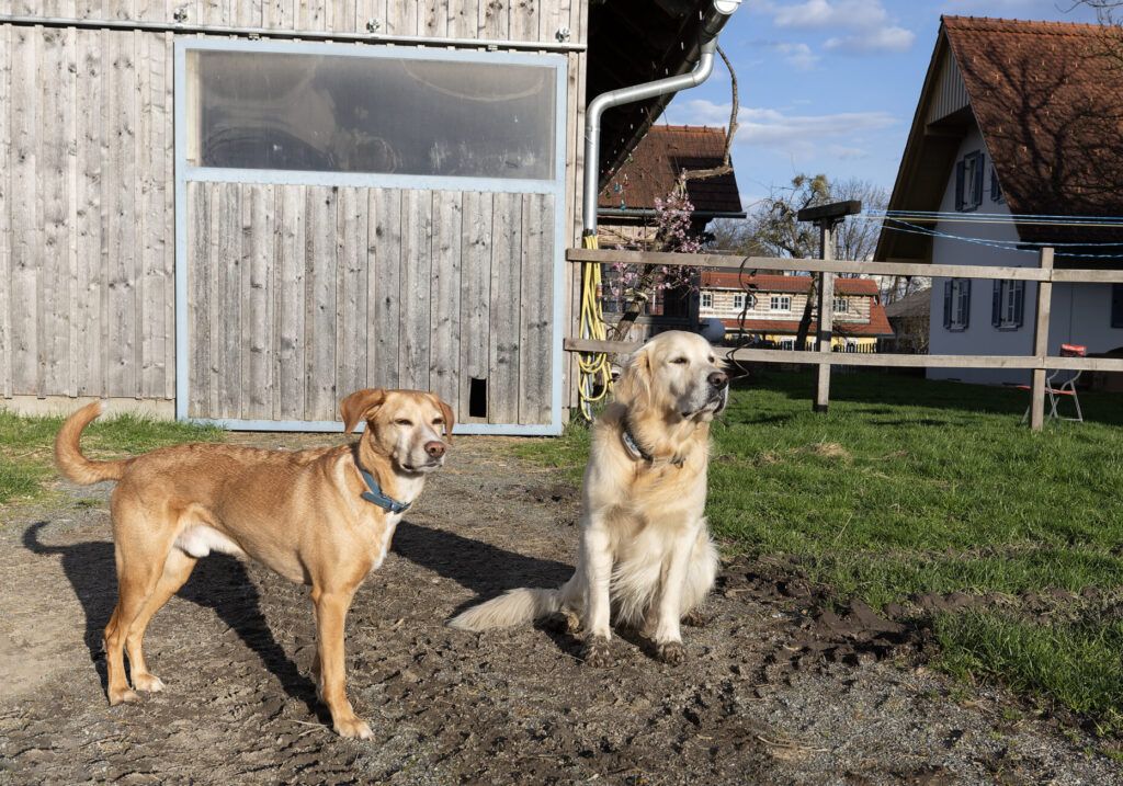 Hunde müssen sozialisiert werden, um ruhig zu bleiben, wenn Leute vorbeigehen.