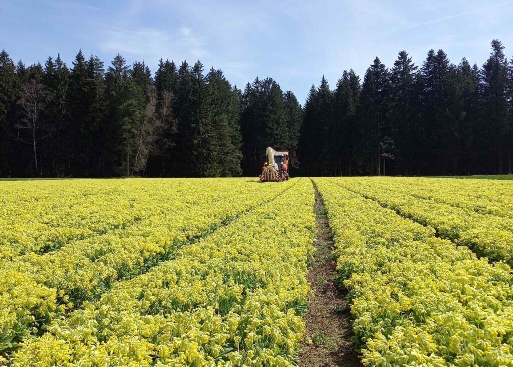Für die Herstellung von Erkältungsmitteln werden vor allem Schlüsselblumenblüten genutzt.