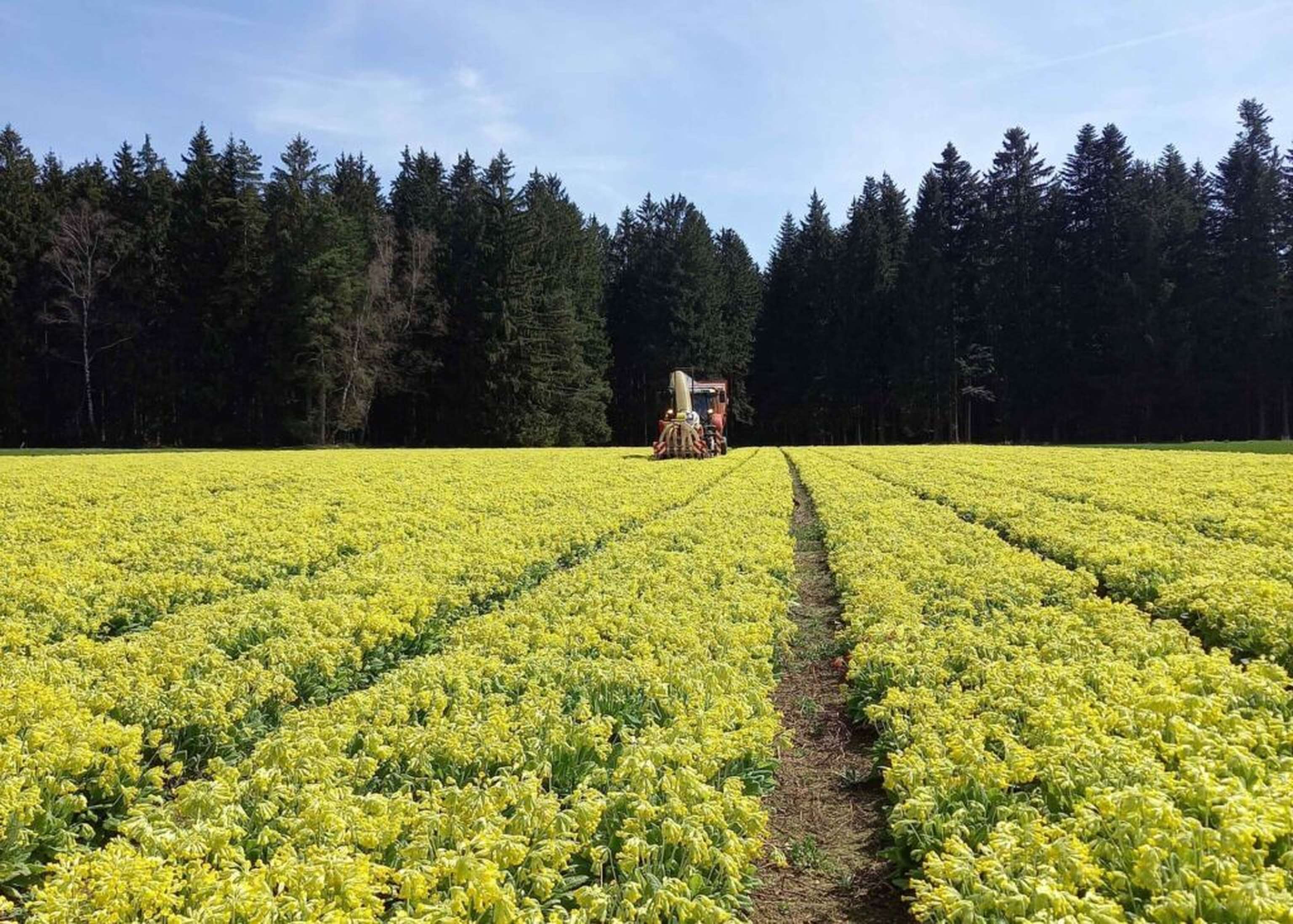 Für die Herstellung von Erkältungsmitteln werden vor allem Schlüsselblumenblüten genutzt.