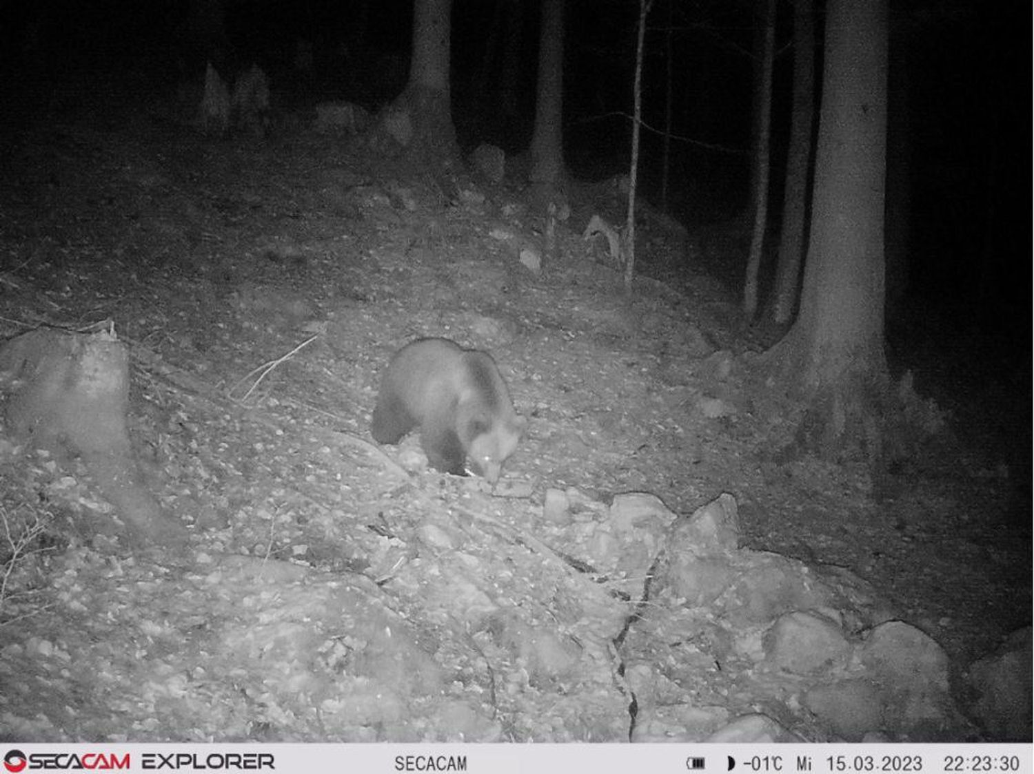 In Brandenberg wurde ein Bär mehrfach von einer Wildkamera eingefangen.