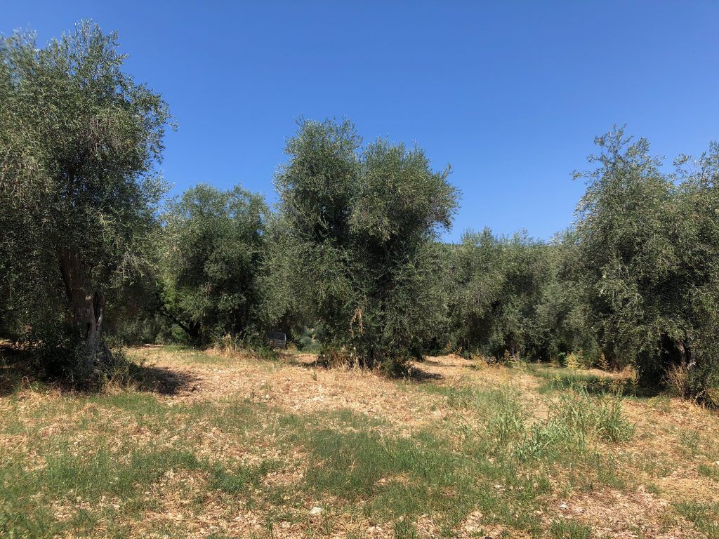 Die langlebigen Bäume der Sorte „Ogliarola Garganica“ aus dem Gargano.