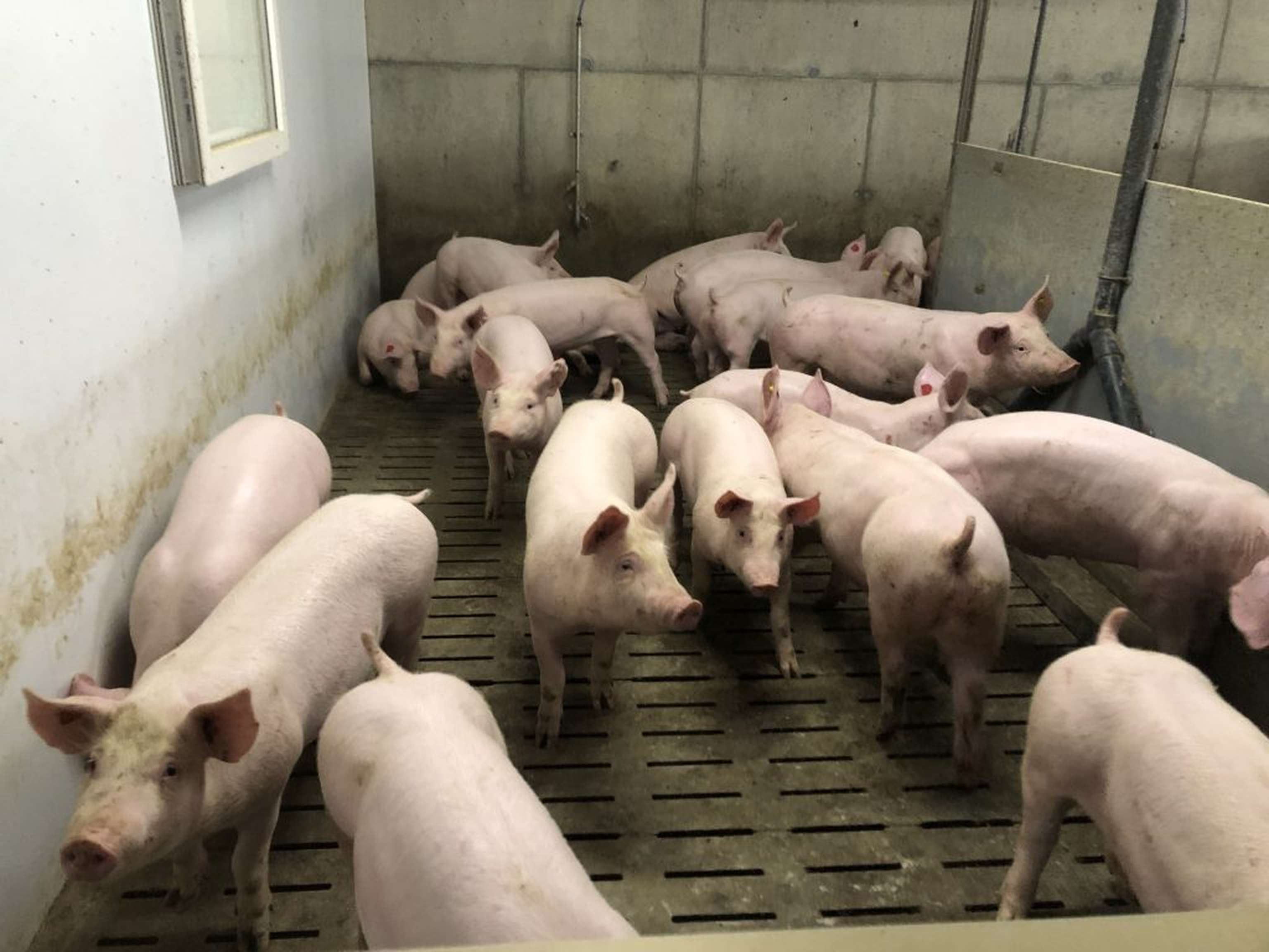 Schweinehaltung auf Vollspaltenboden