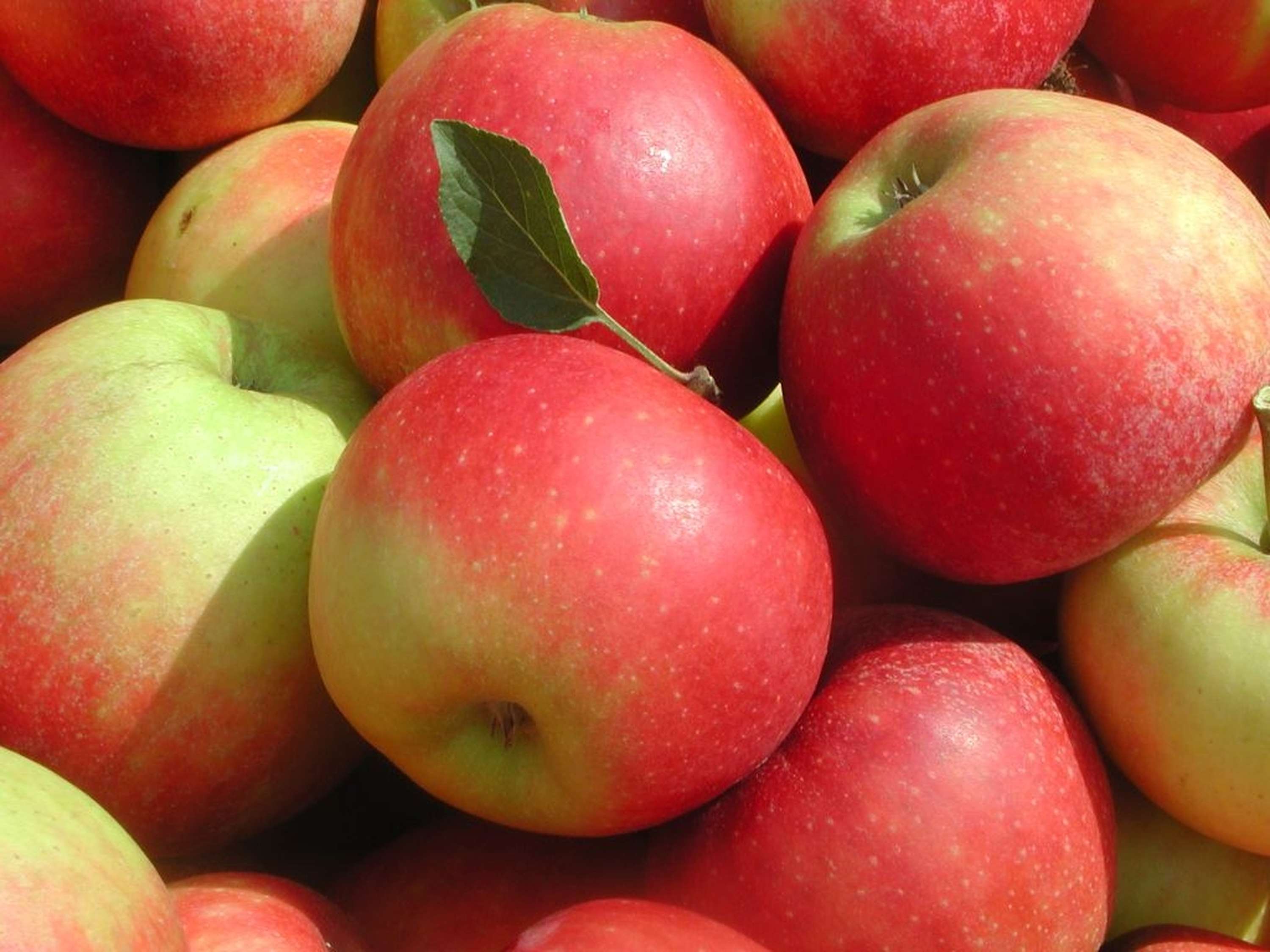 viele rote Äpfel