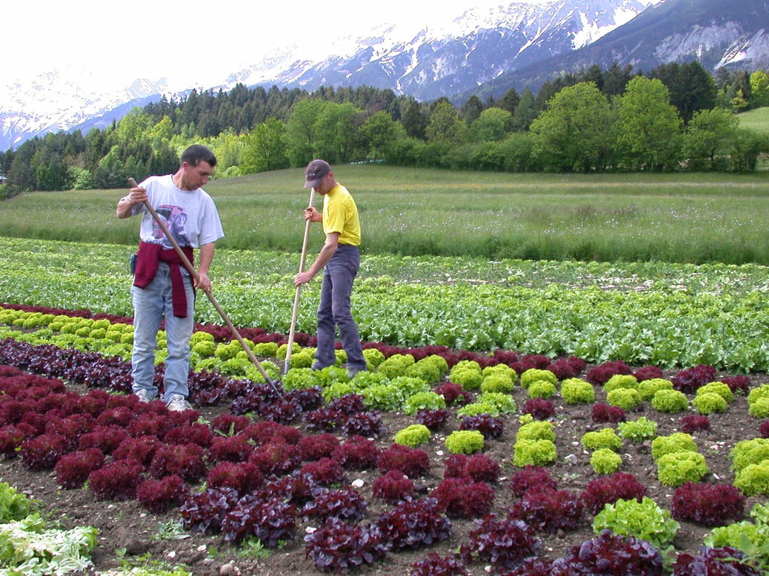 Durch die Einreise rumänischer Stammarbeiter hat sich die Situation auf den Tiroler Gemüsefeldern vorübergehend beruhigt. Mit Beginn der Erdbeer- und Salaternte im Mai wird sich die Lage voraussichtlich wieder zuspitzen.