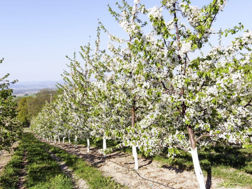 Eine Augenweide zur Blütezeit und ein Genuss, wenn die Früchte reif sind.