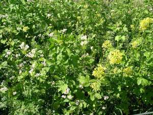 Begruenung Senf Buchweizen Phacelia Web