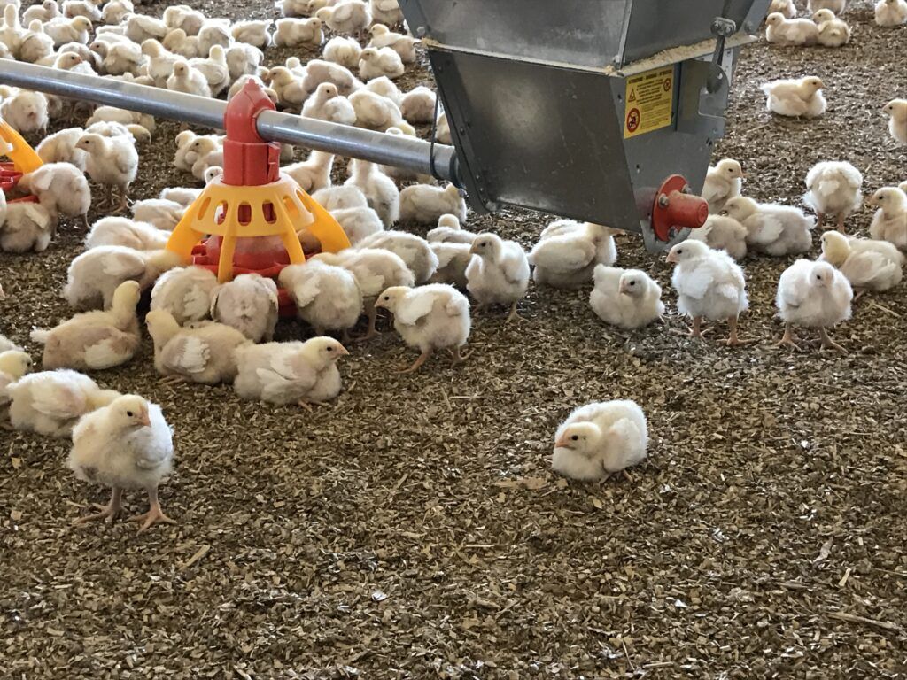 Angepasste Tränke- und Fütterungstechniken sowie Fußboden-heizungen sorgen für ein gutes Klima und mehr Tierwohl.