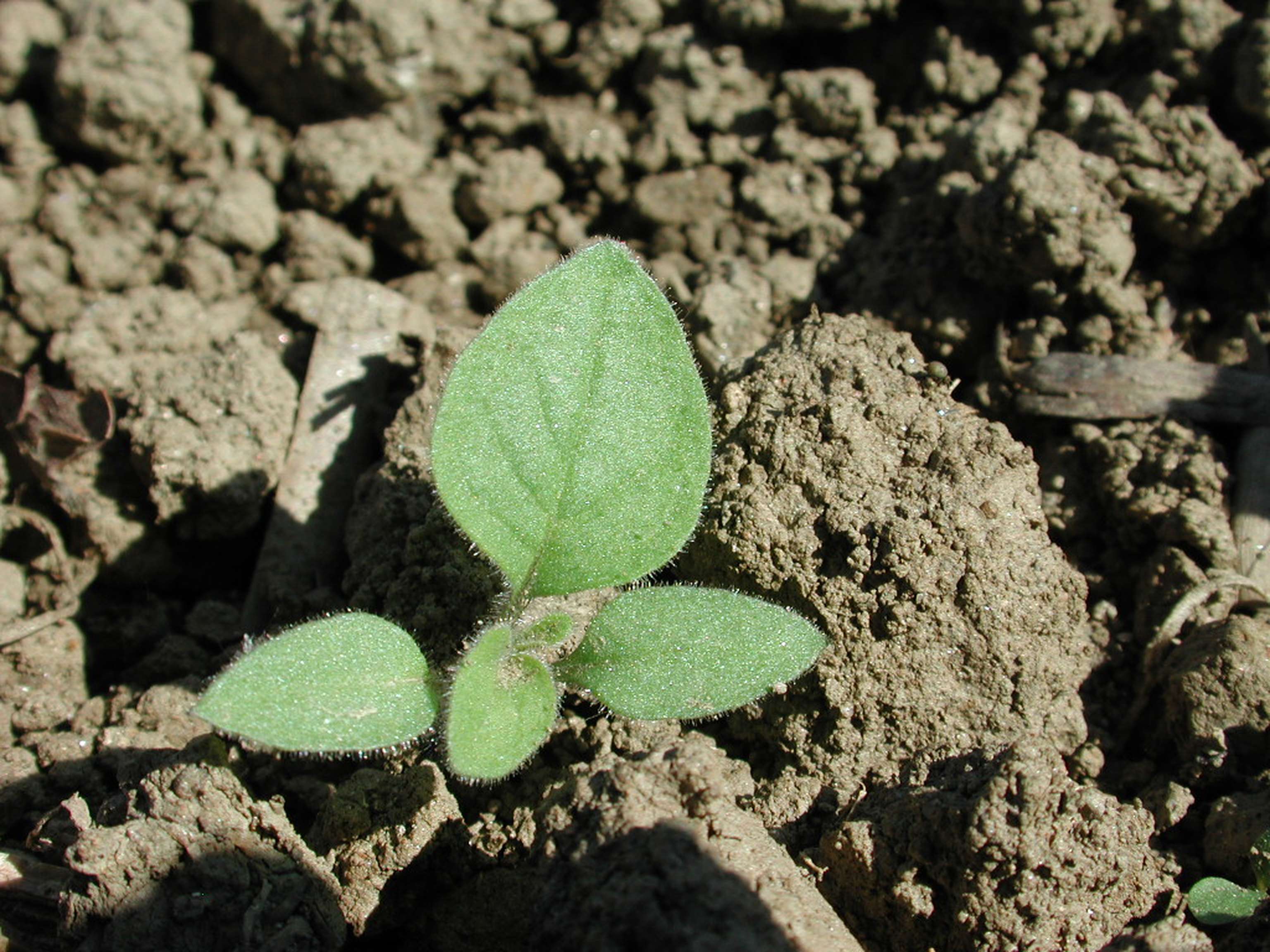 Schwarzer Nachtschatten