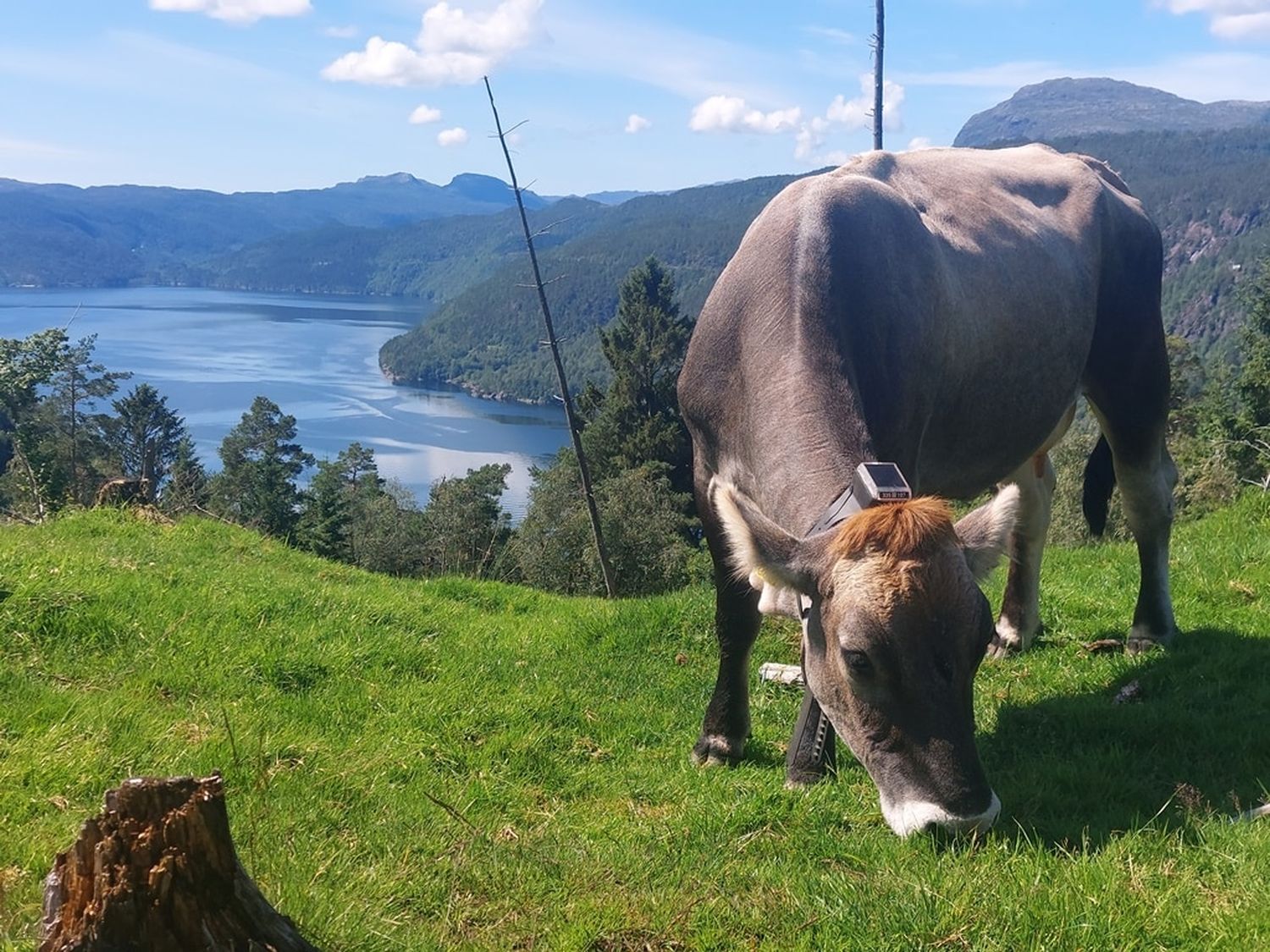 1a Grauvieh Fjord