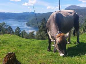 1a Grauvieh Fjord